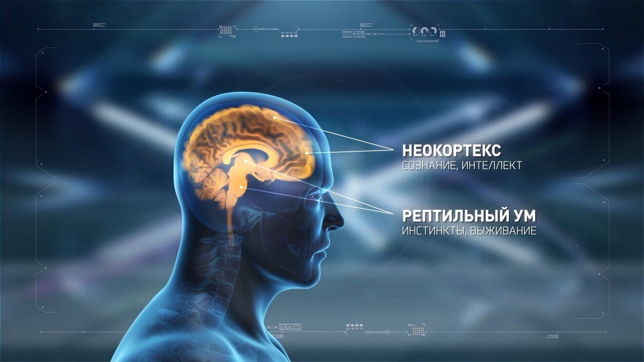 Неокортекс