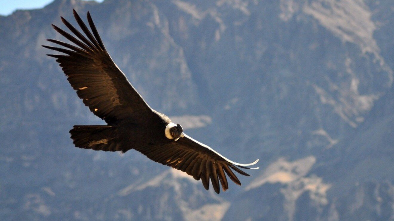 El Condor Pasa